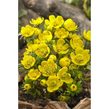 Eranthis cilicica - Winter Aconite - Pack of 8