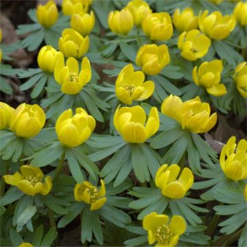 Eranthis hyemalis - Winter Aconite