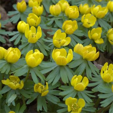 Eranthis hyemalis - Winter Aconite - Pack of 8