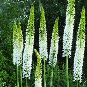Eremurus Line Dance - Foxtail Lily