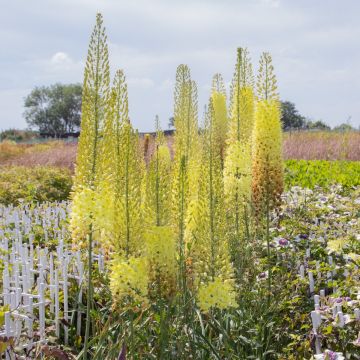 Eremurus Tap Dance