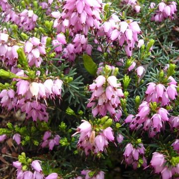 Erica darleyensis 'Darley Dale' - Pink Winter Flowering Heather