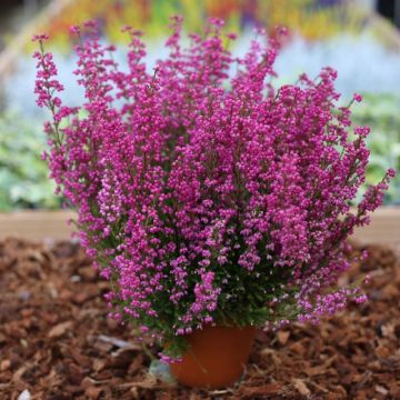 Erica carnea gracilis - Large Hot Pink Heather Plants in Bud