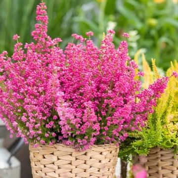 Erica carnea gracilis - Baby Pink - Large Beauty Queen Heather Plants in Bud