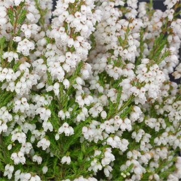 Erica gracilis alba - Large White Heather Plants in Bud