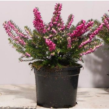 Deep Pink-Red Flowering Heather Plants - Erica - Pack of 15 Plants