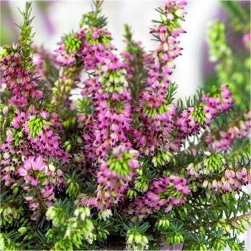 Erica 'Kramer's Red' - Deep Pink-Red Winter Flowering Heather