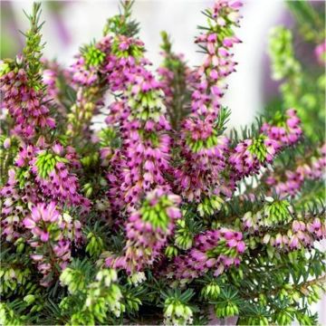 Erica 'Kramer's Red' - LARGE Deep Pink-Red Winter Flowering Heather
