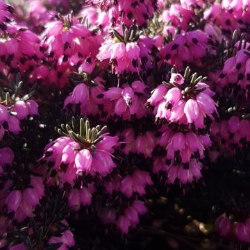 Erica 'Lena Red' - Deep Pink-Red Winter Flowering Heather