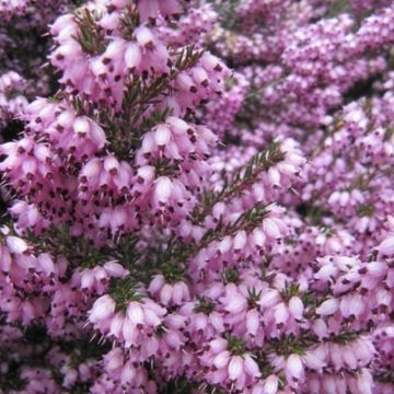 WINTER SALE - Erica darleyensis 'Rosalena' - Pink Winter Flowering Heather