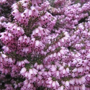 Erica darleyensis 'Rosalena' - Pink Winter Flowering Heather