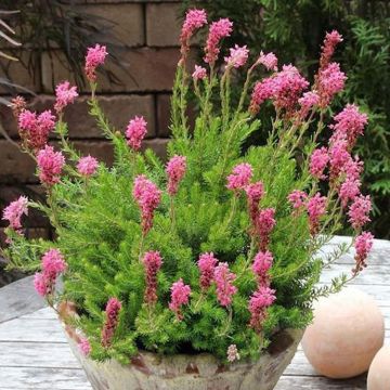 Erica spiculifolia - Pink Summer Flowering Heather in Bud & Bloom
