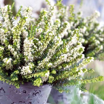 Erica 'White Perfection' - LARGE White Winter Flowering Heather