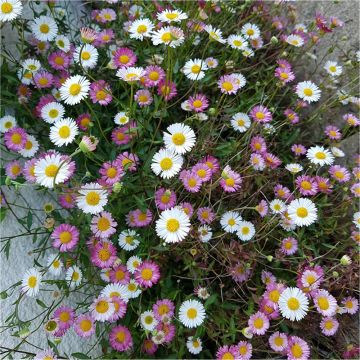 Erigeron karvinskianus - Mexican Fleabane - In Bud & Bloom