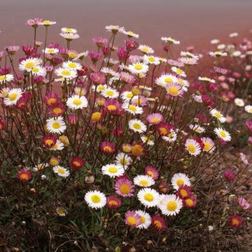 Erigeron karvinskianus - Mexican Fleabane