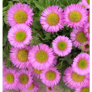 Erigeron Sea Breeze Pink