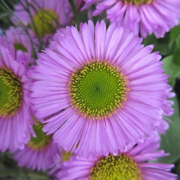 Erigeron Sea Breeze Mauve