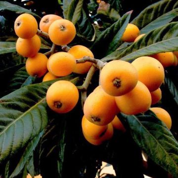 Eriobotrya japonica - Japanese Loquat