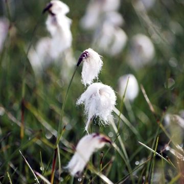Eriophorum angustifolium - Cotton Grass