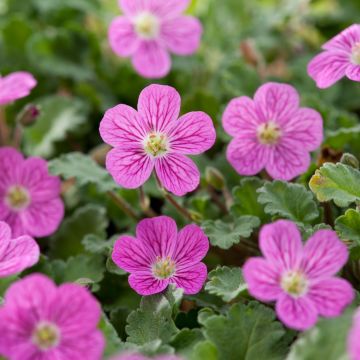 Erodium Bishops Form