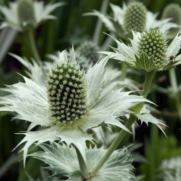 Eryngium giganteum - Miss Willmott's Ghost - Sea Holly