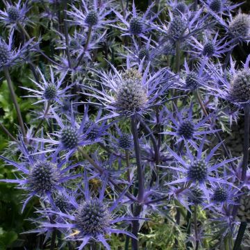 Eryngium Lapis Blue - Eryingium - Blue Sea Holly