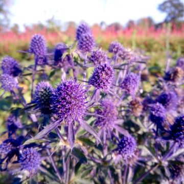 Eryngium Magical Blue Lagoon - Eryingium - Blue Sea Holly