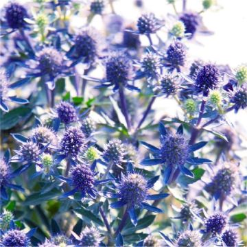 Eryngium planum - Eryingium - Blue Sea Holly