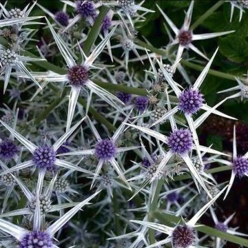 Eryngium varifolium - Sea Holly