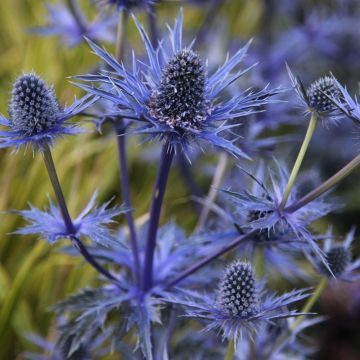 Eryngium zabelii 'Jos Eijking' - Eryingium - Blue Sea Holly