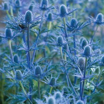 Eryngium zabelii 'Big Blue' - Sea Holly Eryngium