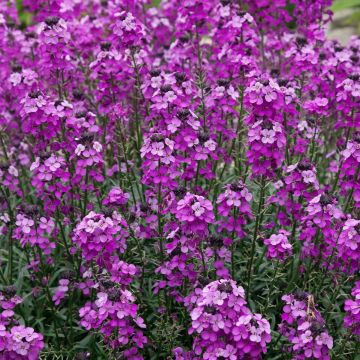 Erysimum Bowles Mauve - Perennial Wallflower