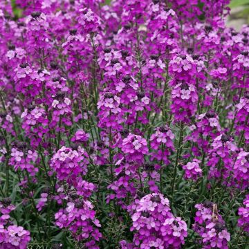 Erysimum Bowles Mauve - Perennial Wallflower - Pack of THREE - In Bud & Bloom 