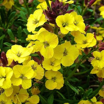 Erysimum Bowles Mauve Yellow