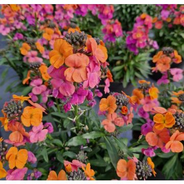 Erysimum Sunset - Perennial Wallflower