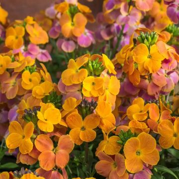 Erysimum 'Orange Glow' - Perennial Wallflower - In Bud & Bloom