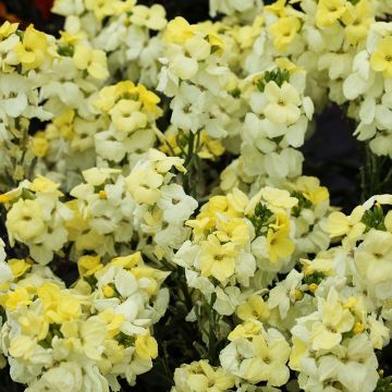 Wallflower Primrose - Pack of Six Plants