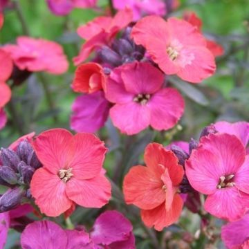 Erysimum Red Jep - Perennial Wallflower