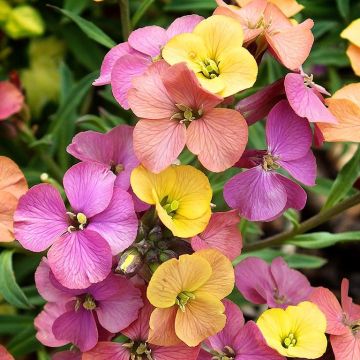 Erysimum Erysistible™ Tricolour - Hardy Perennial Wallflower - In Bud & Bloom