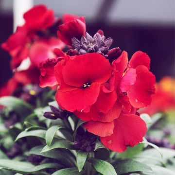 Erysimum Winter Passion - Perennial Wallflower