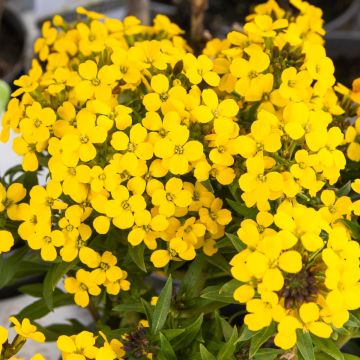 Erysimum Bowles Mauve Yellow