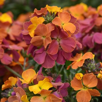 Erysimum 'Leya Orange Purple Glow' - Wallflower
