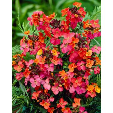 Erysimum Constant Cheer