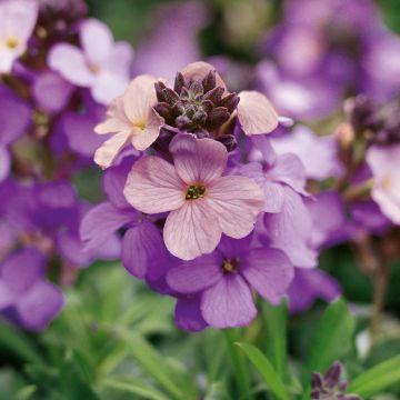 Erysimum Poem Lavender - Perennial Wallflower