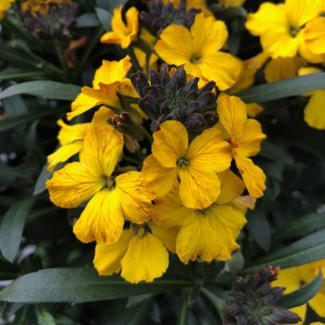 Erysimum Erysistible™ Yellow - Perennial Wallflower in Bud & Bloom