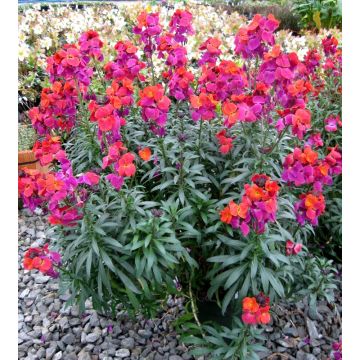 Erysimum Winter Spice - In Bud & Bloom