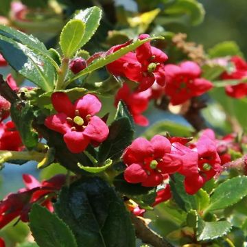 Escallonia compacta coccinea