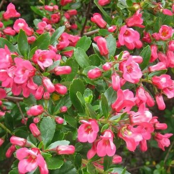 Hardy Evergreen Escallonia Donard Seedling