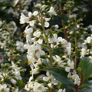 Escallonia Iveyi - Hardy Evergreen Shrub