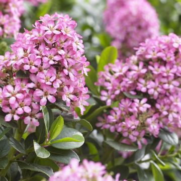 Escallonia laevis 'Pink Elle'